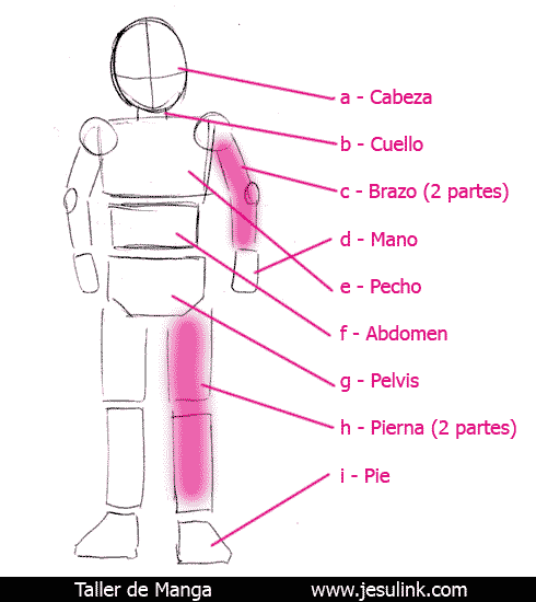 Taller de Manga dibujo esqueleto humano jesulink